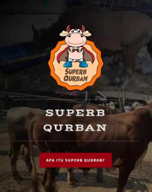 halaman website landing page produk superbqurban